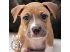 Adopt World of Love Litter: Milan a American Staffordshire Terrier