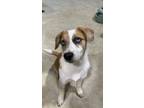Adopt Velvet a Australian Shepherd, Border Collie