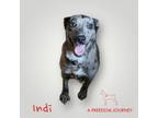Adopt Indi a Australian Cattle Dog / Blue Heeler, Australian Shepherd