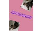 Adopt Chattahoochee a Domestic Long Hair