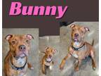 Adopt Bunny a Pit Bull Terrier