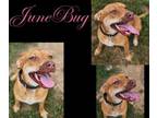 Adopt June Bug a Hound, Mixed Breed