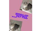 Adopt Sophie a Domestic Short Hair