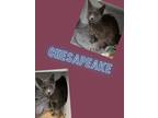 Adopt Chesapeake a Domestic Long Hair