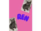 Adopt Ren a Domestic Short Hair