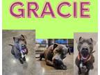 Adopt Gracie a Pit Bull Terrier, Mixed Breed