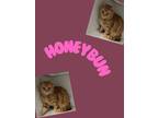 Adopt Honey Bun a Domestic Short Hair