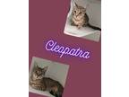Adopt Cleopatra a Domestic Short Hair