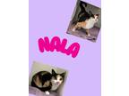 Adopt Nala a Domestic Short Hair