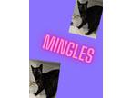 Adopt Mingles a Domestic Short Hair