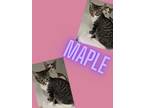 Adopt Maple a Domestic Short Hair