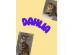 Adopt Dahlia a Domestic Short Hair