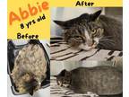 Adopt Abbie a Domestic Long Hair