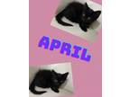 Adopt April a Domestic Medium Hair