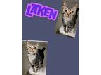 Adopt Laken (Mystery) a Domestic Short Hair