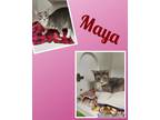 Adopt Maya a Domestic Short Hair