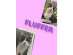 Adopt Fluffer a Domestic Long Hair