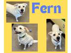 Adopt Fern (Mary Jane) a Great Pyrenees, Mixed Breed