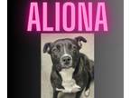 Adopt Aliona a Labrador Retriever, Pit Bull Terrier