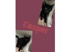 Adopt Casper a Domestic Short Hair