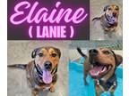 Adopt Elaine (Lanie) a Rottweiler, Shepherd