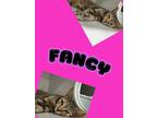 Adopt Fancy a Domestic Short Hair