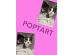 Adopt Poptart a Domestic Short Hair
