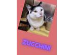 Adopt Zucchini a Domestic Short Hair