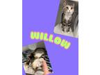 Adopt Willow a Domestic Short Hair