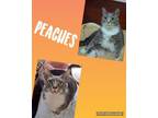 Adopt Peaches a Domestic Short Hair