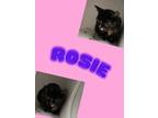 Adopt Rosie a Domestic Short Hair