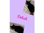Adopt Deliah a Domestic Short Hair
