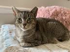 Adopt Mama Yasmine a Domestic Short Hair, Manx