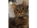 Adopt Lynn a Domestic Short Hair, American Curl