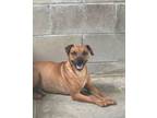 Adopt Bryant a Mixed Breed