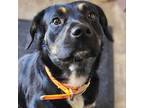 Adopt Rollo a Rottweiler