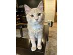 Adopt Oscar a Domestic Medium Hair, Tabby