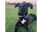 Adopt Mallard a Labrador Retriever