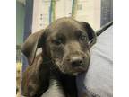 Adopt Donald a Labrador Retriever