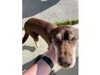 Adopt Outlaw a Alaskan Malamute, German Shorthaired Pointer