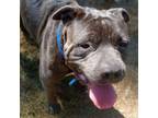 Adopt Boogey (Sponsored) a Mixed Breed