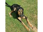 Adopt Jones (JD) a Hound