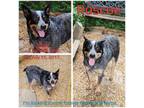 Adopt Roscoe a Australian Cattle Dog / Blue Heeler
