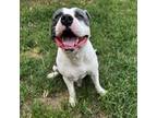Adopt Luther a Pit Bull Terrier