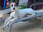 Adopt Patches a Treeing Walker Coonhound, Foxhound
