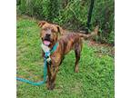 Adopt Duke a Pit Bull Terrier