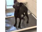 Adopt Azabache a Labrador Retriever