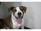 Adopt Jim (Jip) a Shar-Pei