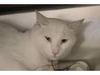 Adopt Harvey a Domestic Short Hair