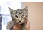 Adopt Comet a Domestic Short Hair, Tabby